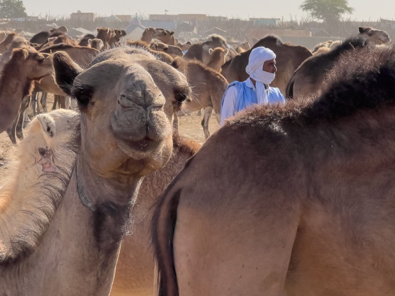 There and Back Again, an EV Adventure to Dakar | #18 – The Gambia to Chami